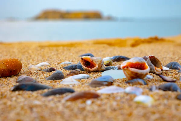Κοχύλια Και Βότσαλα Στην Αμμώδη Παραλία Κοντινή Απόσταση Φωτογραφία Φόντο — Φωτογραφία Αρχείου