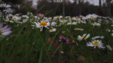 Papatyalar. Tarladaki papatyaların manzarası. Bahar çiçeği arkaplan 4K POV video. 