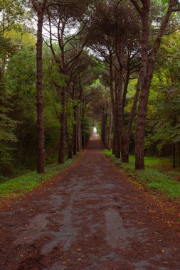 Ormanda düşmüş kahverengi yapraklarla kaplı bir yol. Sonbahar arkaplan fotoğrafı. Sonbahar konsepti fotoğrafı.
