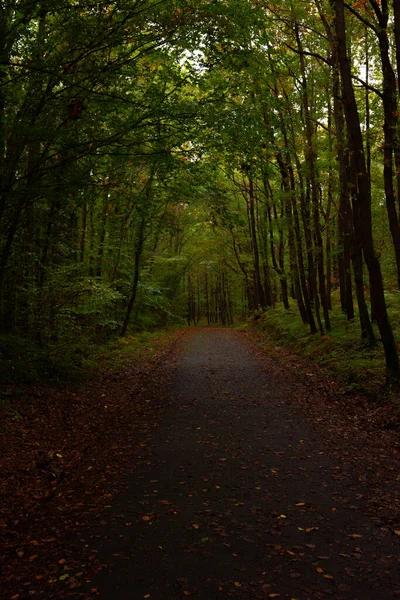 Moody Forest View Podzim Silnice Lese Podzimní Sezóně Padlé Listí — Stock fotografie