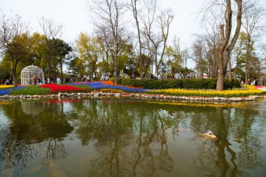Emirgan Korusu veya Emirgan Parkı. İstanbul 'da lale festivali. İstanbul Türkiye - 4.16.2022
