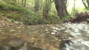Ormandaki akarsu. Su altı ve orman kristal gibi berrak. Doğa arkaplan 4K video.