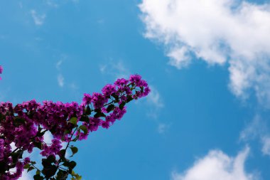 Bougainvilleas parçalı bulutlu arka planda izole edildi. Pembe çiçekler arka plan fotoğrafı.