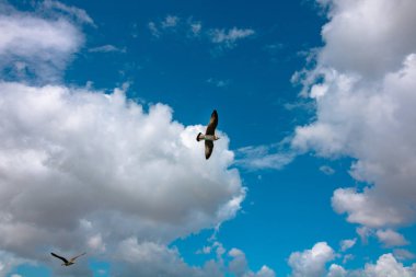 Martı ve parçalı bulutlu gökyüzü. Doğa fotoğrafı. ornitoloji konsepti fotoğrafı.