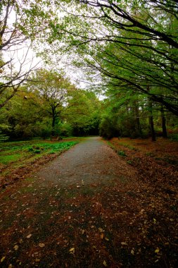 Sonbahar mevsiminde ormanda yol. Yere düşen yapraklar. Seçici odaklı fotoğraf.