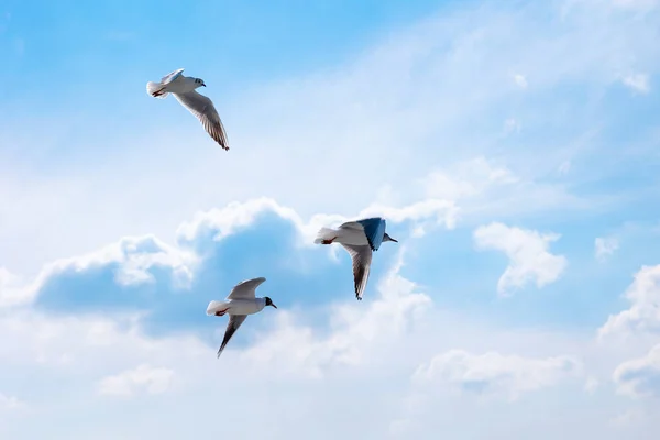 Seagulls and cloudy sky on the background. Freedom concept photo. Nature background.