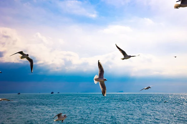 Чайки Літають Над Морем Похмурим Фоном Неба Фото Концепції Свободи — стокове фото