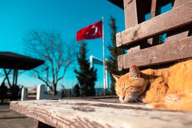 İstanbul 'da Otagtepe' de bir sokak kedisi bankta yatıyor veya uyuyor. İstanbul 'un sokak kedileri arka plan fotoğrafı.