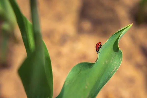 郁金香叶上的瓢虫 春季背景照片 运气或爱的概念 瓢虫照片 — 图库照片