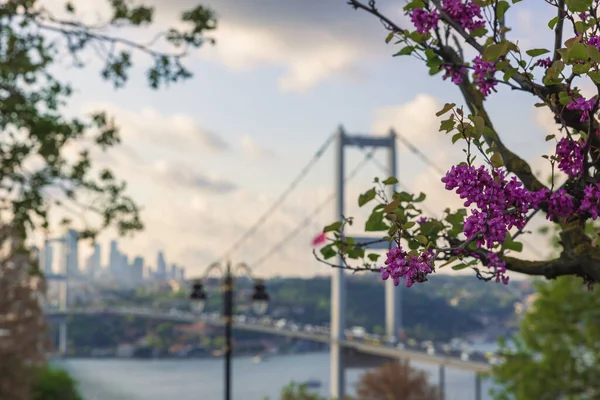 Frühling Istanbul Judasbaum Oder Erguvan Mit Dem Stadtbild Von Istanbul — Stockfoto