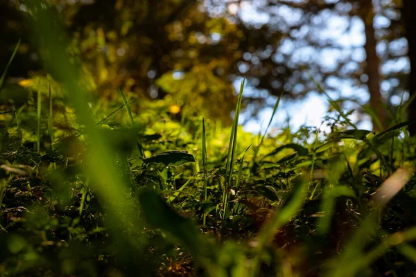 Wald Oder Naturblick Gräser Wald Vom Boden Aus Carbon Net — Stockfoto
