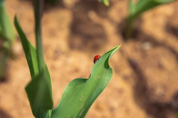 春天里郁金香叶上的瓢虫 运气或爱情的概念照片 春季背景照片 — 图库照片