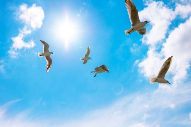 Özgürlük konsepti fotoğrafı. Gökyüzündeki martılar ve güneşli parçalı bulutlu gökyüzü. Doğa fotoğrafı..
