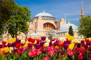 Laleler ve Ayasofya. İstanbul 'da bahar çiçekleri. Nisanda Ayasofya Camii. İstanbul 'daki arka plan fotoğrafına git.