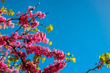 Judas ağacının pembe çiçekleri ya da serçis silikastrum ya da erguvan. Bahar fotoğrafı. Ağaca seçici odaklanma.