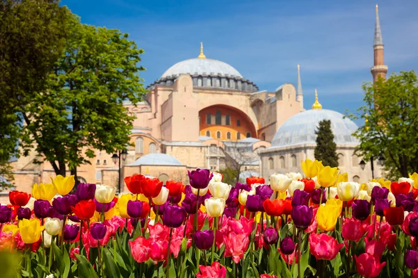 Tulpen Und Hagia Sophia Frühlingsblumen Istanbul Ayasofya Moschee April Reise — Stockfoto