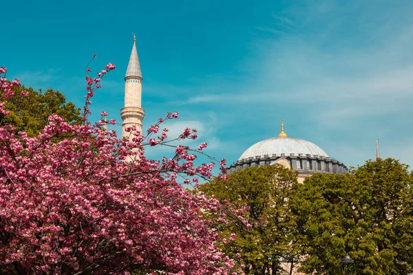 Spring Istanbul Pink Flowers Tree Hagia Sophia Background Travel Istanbul — Stock Photo, Image