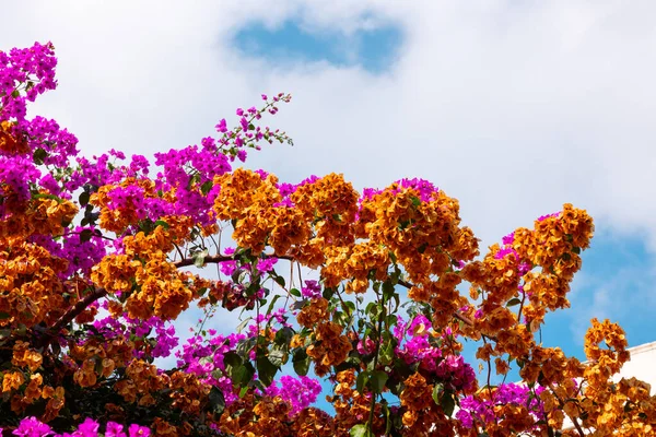 Brun Och Rosa Blommor Bougainvillea Sten Höst Växter Bakgrund Foto — Stockfoto