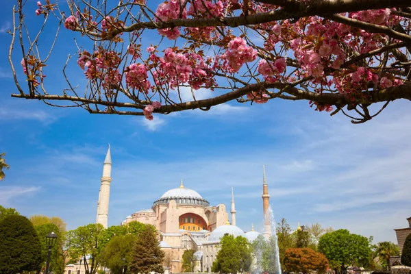 Hagia Sophia Ayasofya Mosque Spring Blossom Trees Istanbul Background Photo — Stock Photo, Image