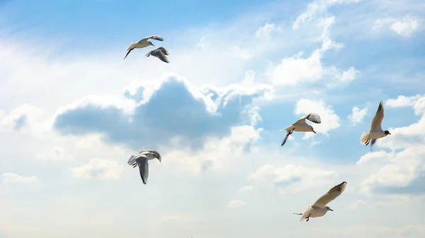 Seagulls flying on the cloudy sky. Animal\'s life concept. Nature or freedom background photo.