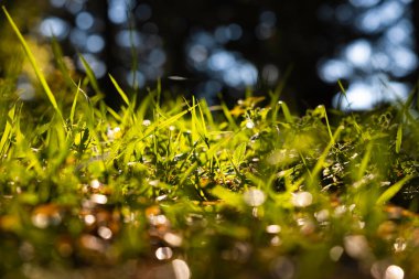 Çimen arka planı. Doğa ya da karbon ağı sıfır ya da karbon nötr kavram. Zemin kattaki otlar. Odaklanmamış ya da seçici odaklanma.