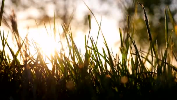 Травы Качающиеся Ветру Закате Природа Углеродная Нейтральность Углеродный Чистый Ноль — стоковое видео