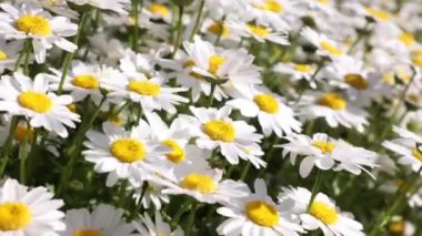 Papatyalar ya da papatyalar rüzgarda sallanıyor. 4K arka plan videosu. Seçici odak.