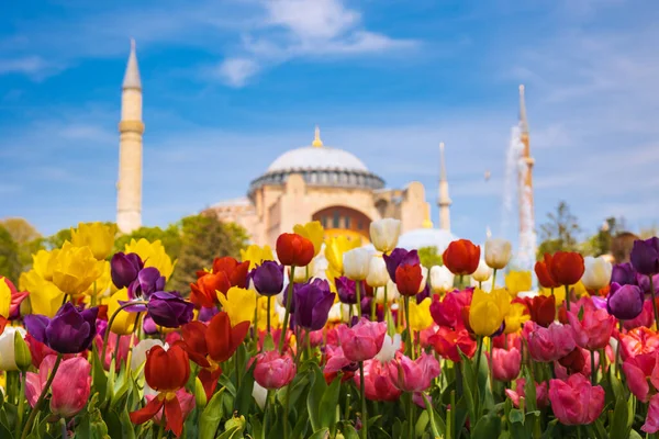 İstanbul 'da bahar. Laleler ve Ayasofya Camii. İstanbul 'daki arka plan fotoğrafına git. Önplanda seçmeli odak.