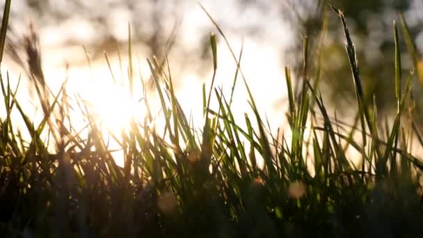Grasses Sunset Nature Environment Background Video Swaying Grasses Direct Sunlight — Stock Video