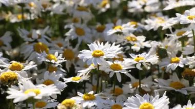 Bahar çiçeği arka plan 4K video. Rüzgarda sallanan papatyalar. Doğa ya da çevre ya da bahar ya da çiçek ya da çiçek arkaplan videosu.