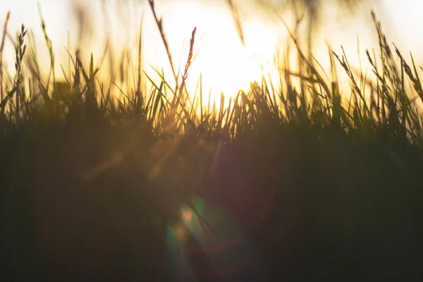 Обезжиренные Травы Прямой Солнечный Свет Закате Природа Окружающая Среда Светодиодные — стоковое фото