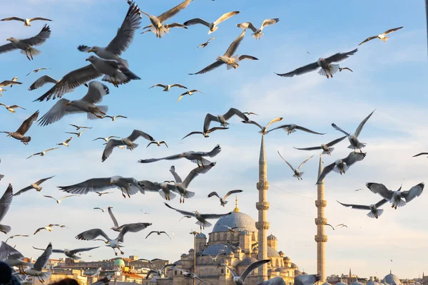 Путешествие Стамбул Фоновое Фото Чайки Йени Ками Новая Мечеть Закате — стоковое фото