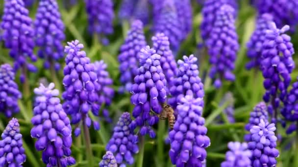 Abeja Recolectando Polen Néctar Miel Los Jacintos Muscaris Efecto Cámara — Vídeo de stock