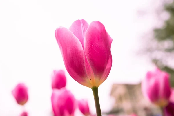 Pink Tulip Focus Closeup View Pink Tulip Isolated White Sky — Photo