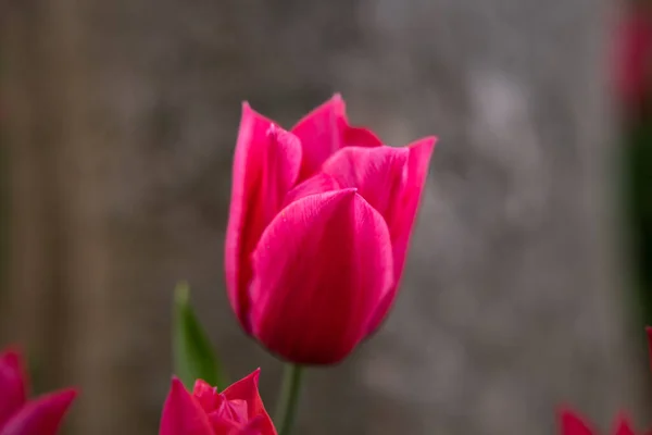 Närbild Rosa Tulpan Våren Våren Blomma Bakgrund Foto Natur Eller — Stockfoto