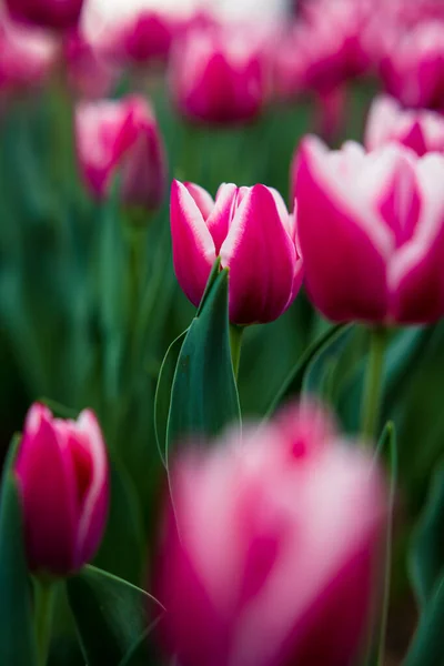 Spring Background Photo Pink Tulips Park Spring Blossom Concept Vertical — Photo