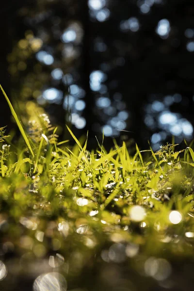 Grasses in focus. Nature or environment or carbon net-zero vertical background photo.