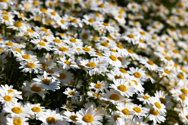 Full Frame Daisy Chamomile Photo Spring Blossom Background Photo Nature —  Fotos de Stock