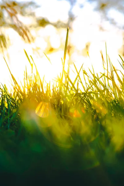 Odaklanamayan otlar arka plandaki dikey fotoğraf. Karbon tarafsızlığı veya net sıfır konsept fotoğrafı.