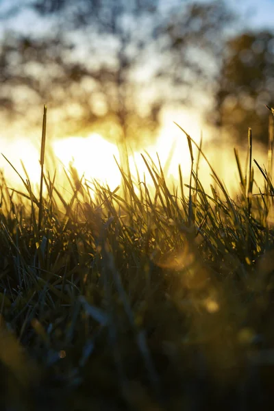 Травы Фокусе Закате Природа Окружающая Среда Углеродная Нейтральность — стоковое фото