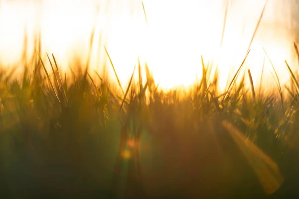 Обезжиренные Травы Посевы Солнечными Лучами Закате Фото Природы — стоковое фото