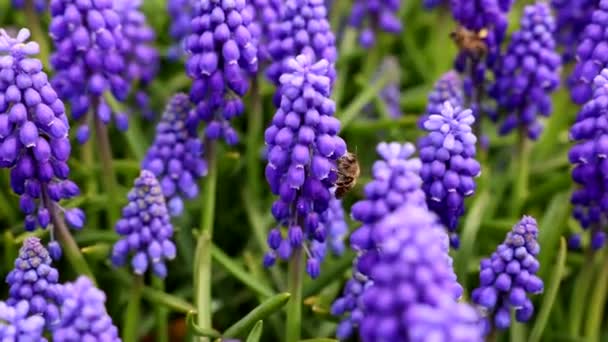 Pszczoła Zbierająca Nektar Lub Pyłki Hiacyntach Lub Muscari Wiosenny Kwiat — Wideo stockowe