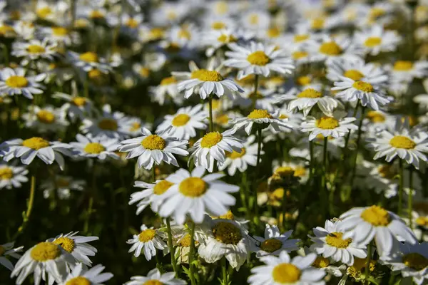 Daisy Chamomile Nature Environment Flowers Ecosystem Ecology Background Photo —  Fotos de Stock