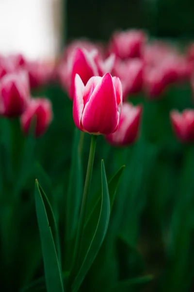 Flower Photo Pink Tulip Focus Spring Blossom Background Photo April — Stock Photo, Image