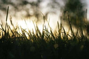 Silhouette of Grasses or crops at sunset. Defocused grasses from ground view. Nature or carbon net zero or carbon neutrality concept photo.