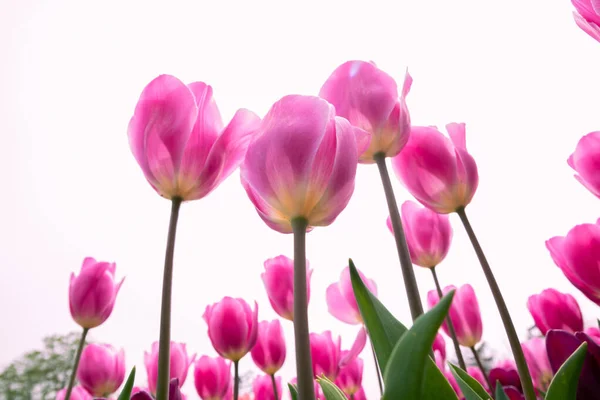 Pink Tulips Low Angle View Spring Blossom Background Photo Tulip — Fotografia de Stock