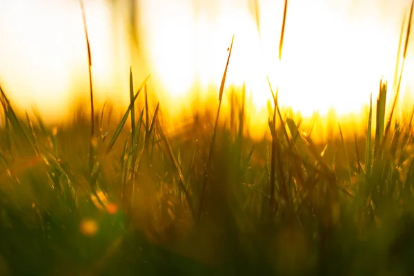 Обезжиренные Травы Фоновое Фото Урожая Закате Углеродная Нулевая Фотография — стоковое фото