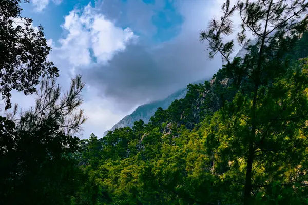 Canyon View Trees Cliffs Covered Forest Goynuk Canyon Antalya — Stock Photo, Image