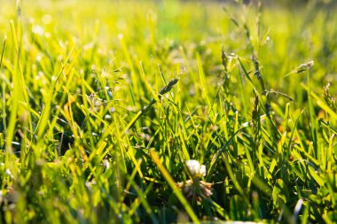 Tam çerçeve çimenler ya da ekin arka plan fotoğrafı. Karbon net sıfır ya da karbon nötr kavramı. Seçici odak.