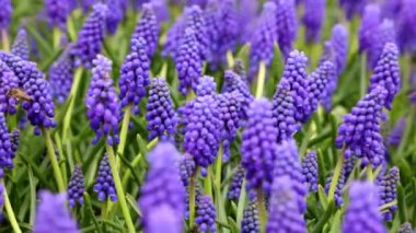 Arılı sümbül ya da muskaris. Bahar çiçekleri ya da çiçekli arka plan 4K videosu. Doğa, ekoloji veya ekosistem konsepti videosu.